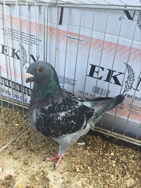 F2018 - Porumbei vanduti 2017-2025