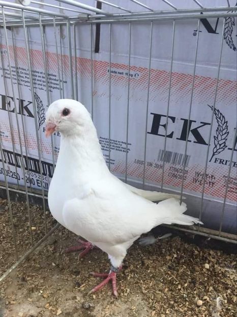 F2020 din 2 bălțați pe rosu - Porumbei vanduti 2017-2025