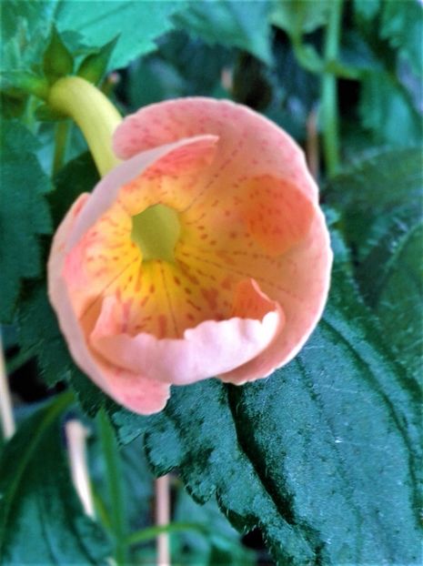  - 0000 ACHIMENES