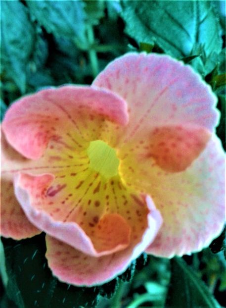  - 0000 ACHIMENES