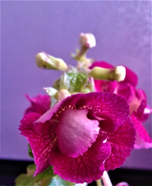  - achimenes 007 iem1985 2020
