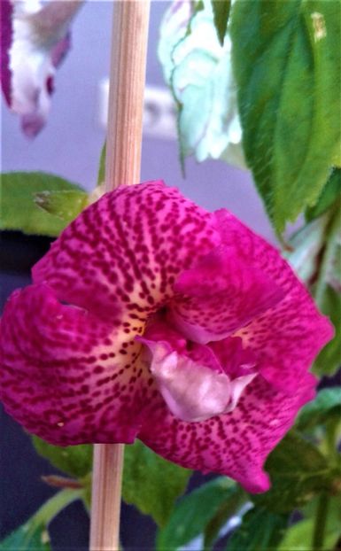  - achimenes 007 iem1985 2020