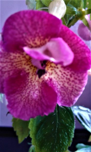  - achimenes 007 iem1985 2020