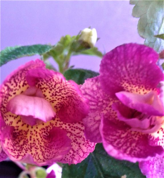 - achimenes 007 iem1985 2020