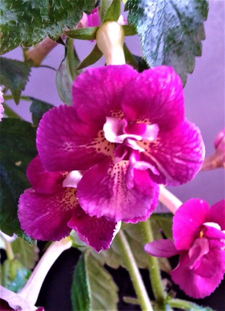  - achimenes 007 iem1985 2020