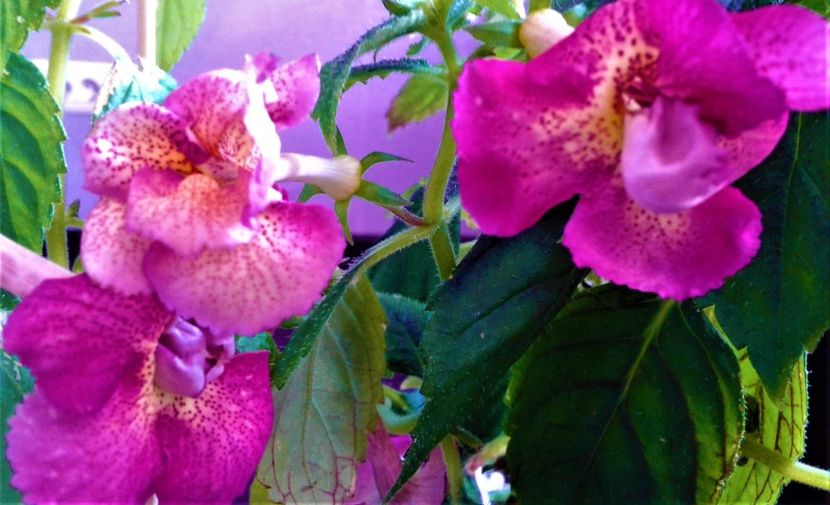  - achimenes 007 iem1985 2020