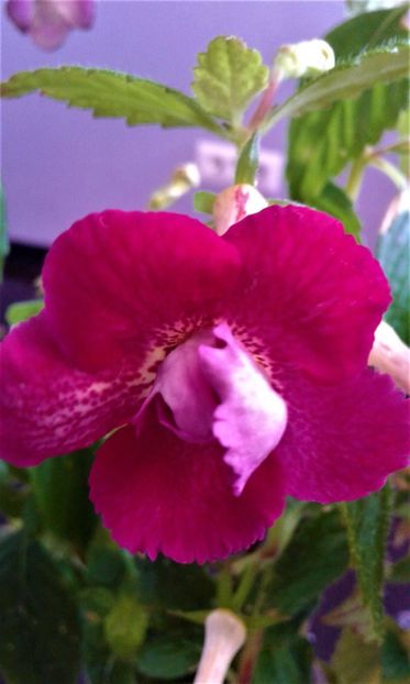  - achimenes 007 iem1985 2020
