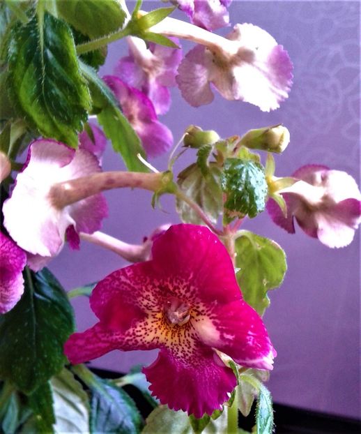  - achimenes 007 iem1985 2020
