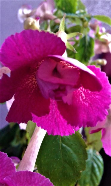  - achimenes 007 iem1985 2020