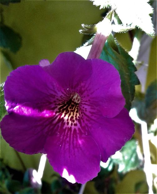  - 000014 ACHIMENES