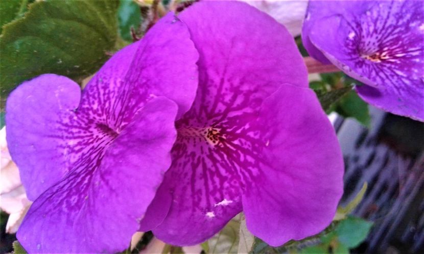  - 000014 ACHIMENES