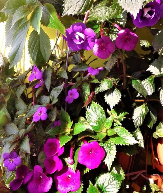  - 000014 ACHIMENES