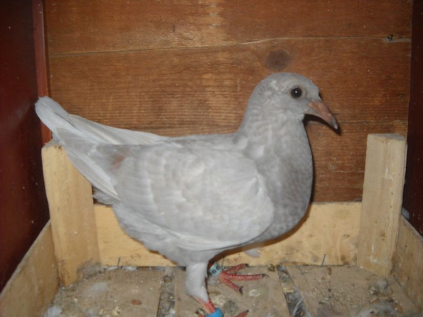  - PORUMBEI VANDUTI 2