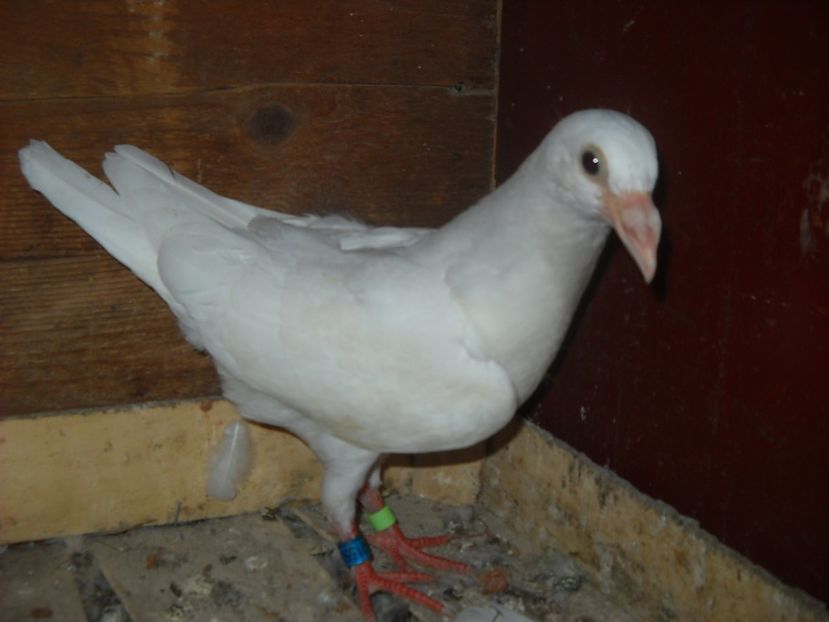  - UNDEVA IN SUCEAVA arhiva