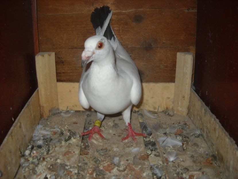  - PORUMBEI VANDUTI 2