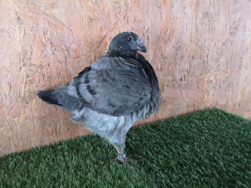 RO 20 - 04190 - PERECHEA F 2020