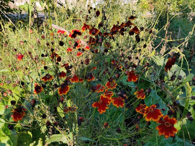 Coreopsis maro cu galben - Diverse flori de gradina