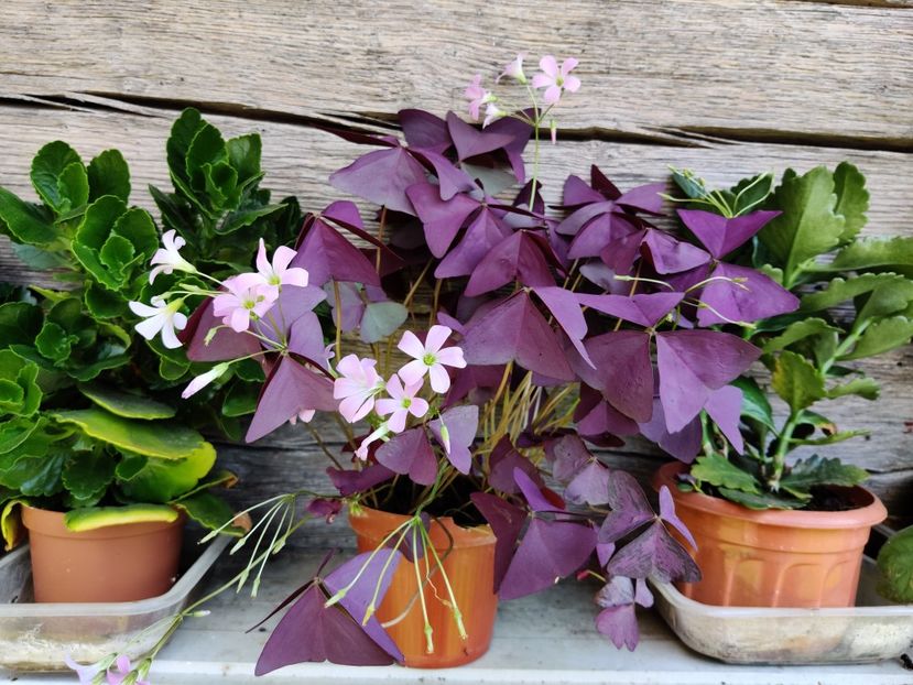 Oxalis triangularis - Diverse flori de gradina