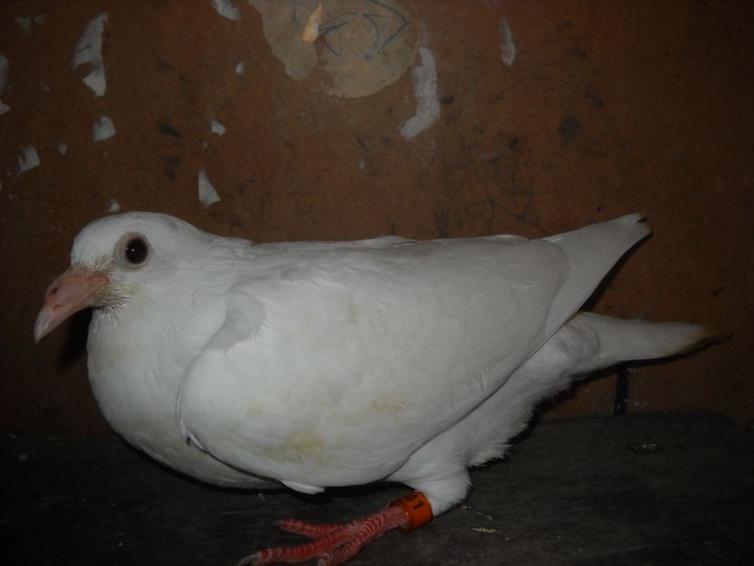  - UNDEVA IN SUCEAVA arhiva