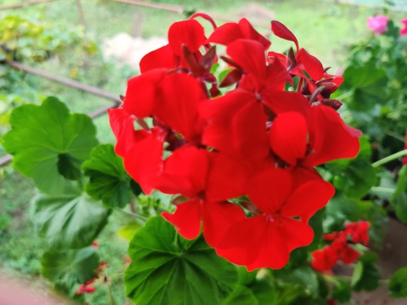 Roșu aprins cu flori mici - Muscate