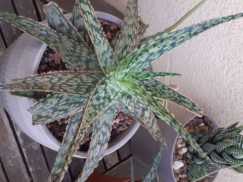  - Aloe
