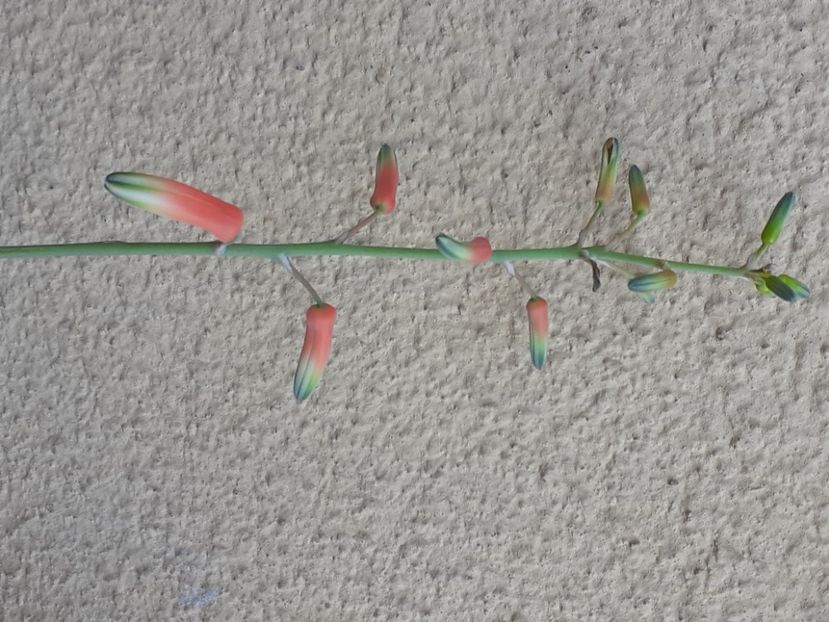  - Aloe