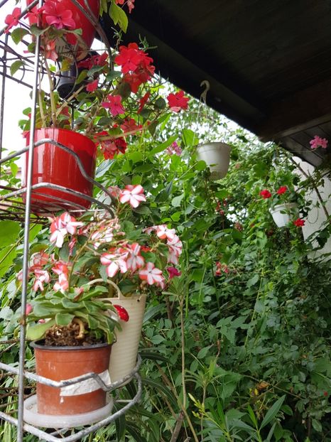  - Alte flori