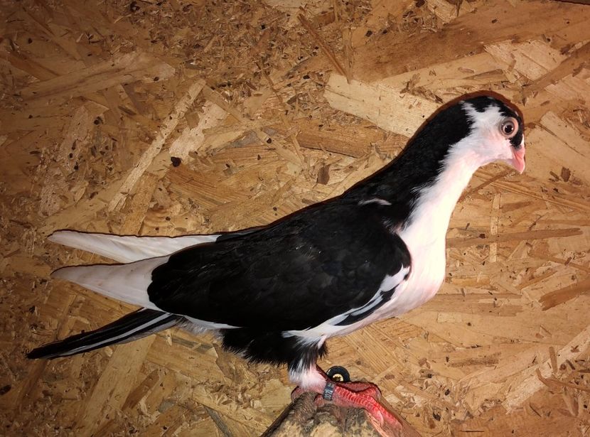 23007  femelă  2020_1 - tineret 2020