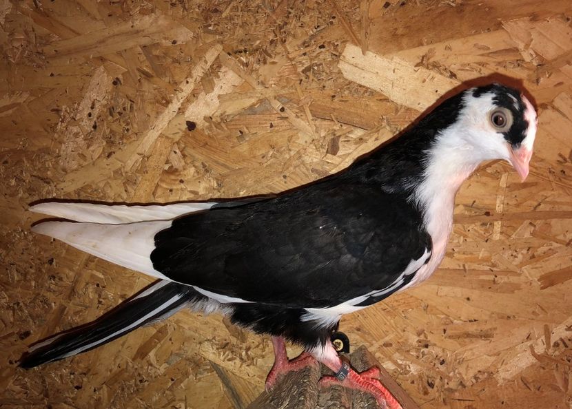 23007  femelă  2020_3 - tineret 2020