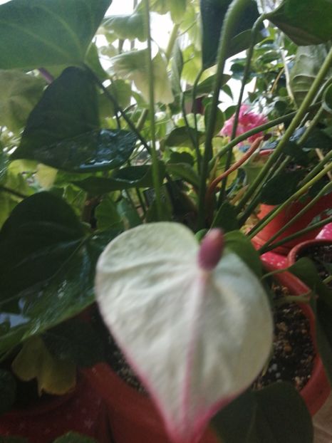  - Anthurium