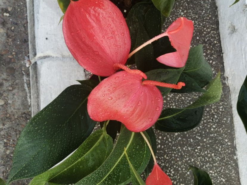  - Anthurium