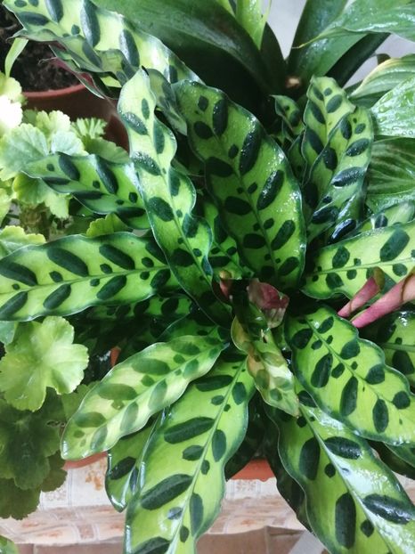  - Calathea Roseapicta Little Princess
