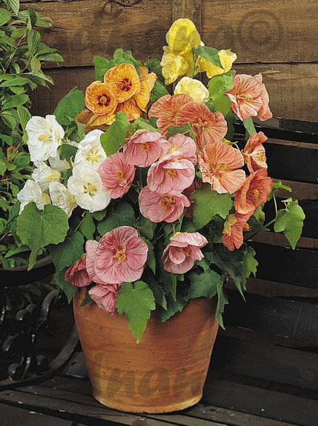  - Abutilon