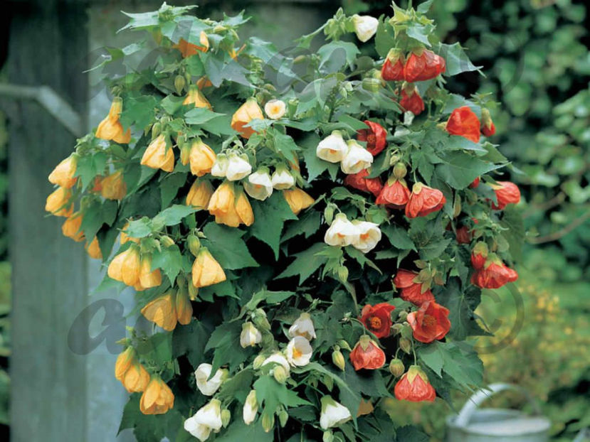 - Abutilon