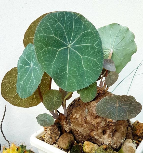 Stephania sp. nova - Whish list pentru viata urmatoare2