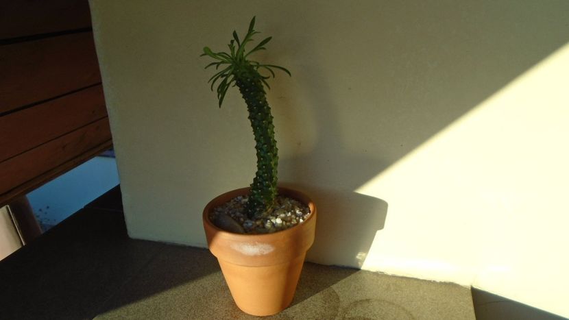 Euphorbia bubalina - Suculente 2020