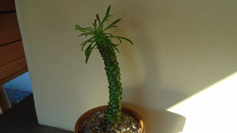 Euphorbia bubalina - Suculente 2020