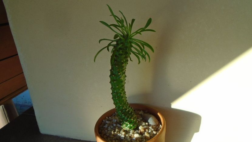 Euphorbia bubalina - Suculente 2020