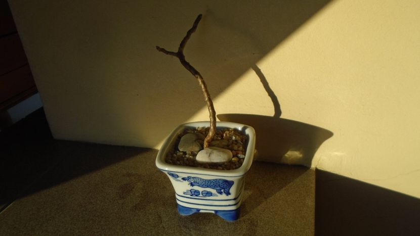 Sarcocaulon vanderietiae (Monsonia vanderietiae) - Suculente 2020