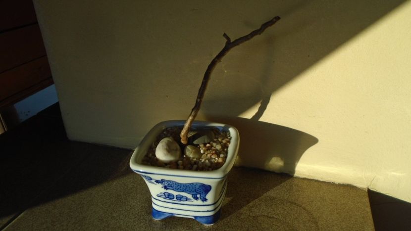 Sarcocaulon vanderietiae (Monsonia vanderietiae) - Suculente 2020