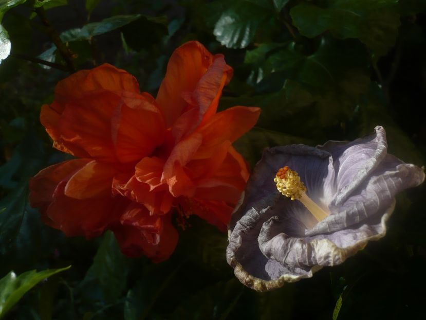 P1450937 - HIBISCUSI 2020-3