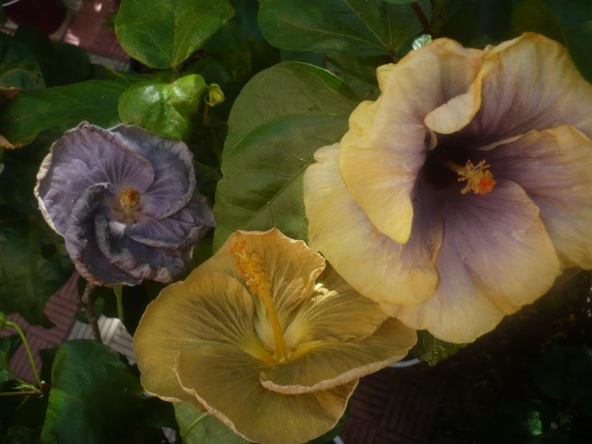 P1450940 - HIBISCUSI 2020-3