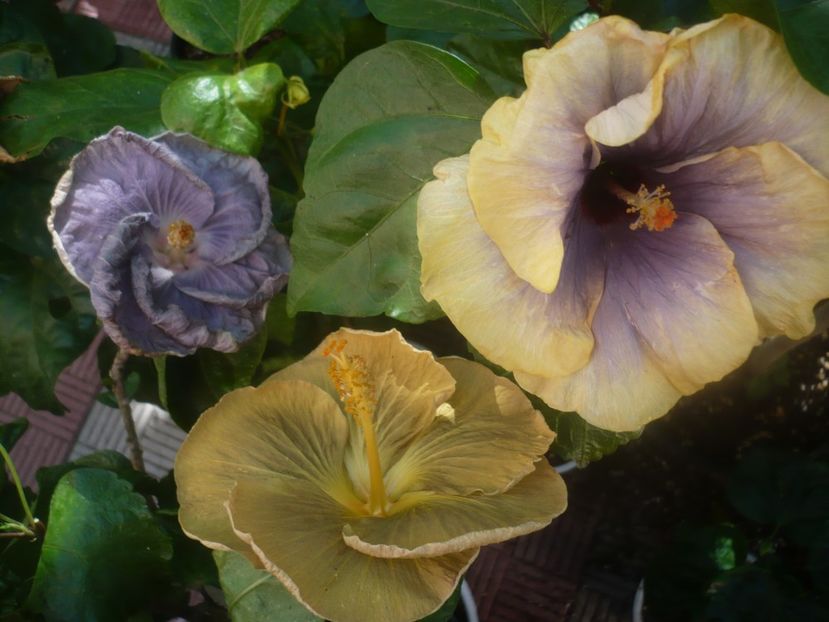 P1450941 - HIBISCUSI 2020-3