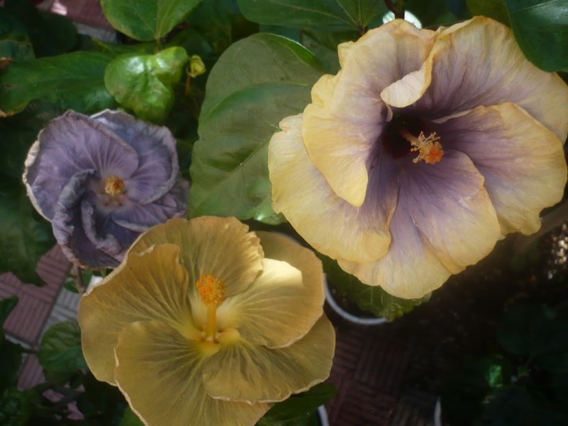 P1450943 - HIBISCUSI 2020-3