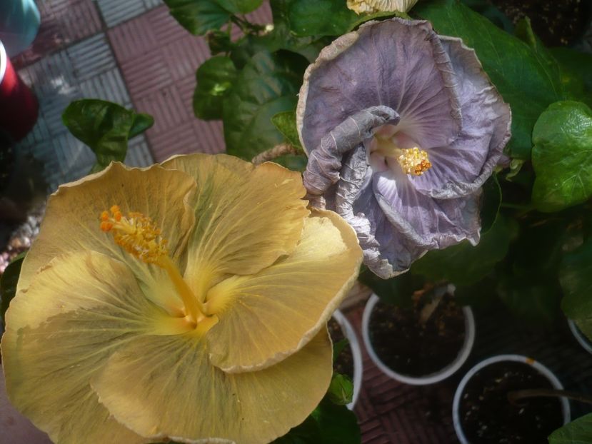 P1450945 - HIBISCUSI 2020-3