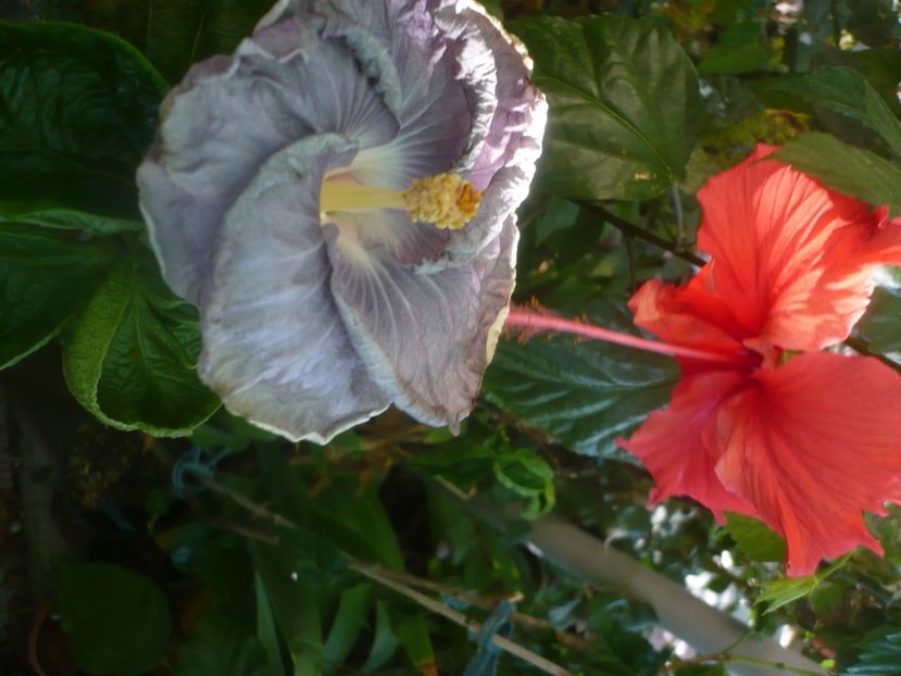 P1450946 - HIBISCUSI 2020-3