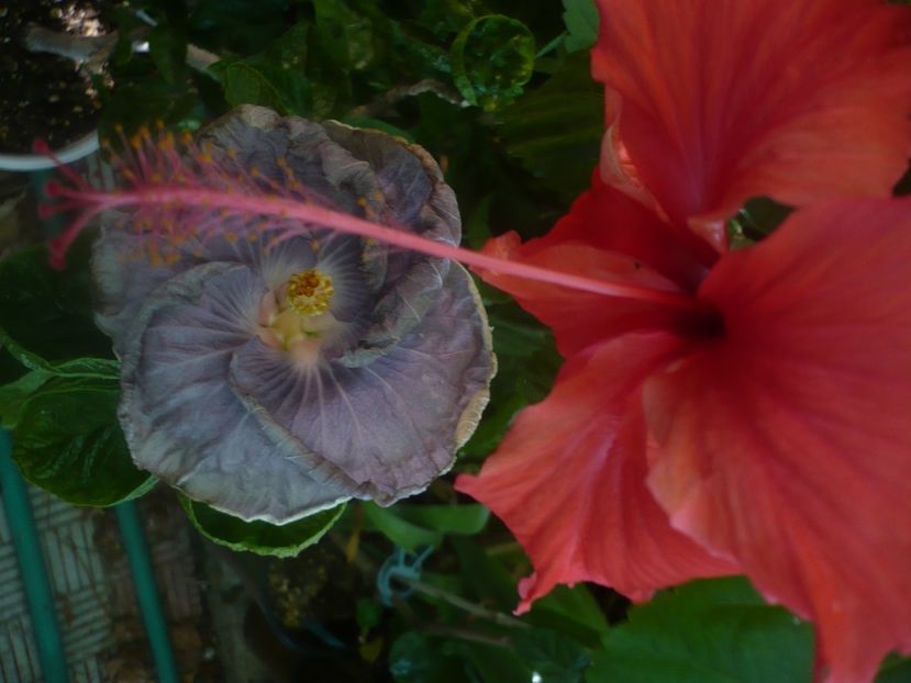 P1450947 - HIBISCUSI 2020-3