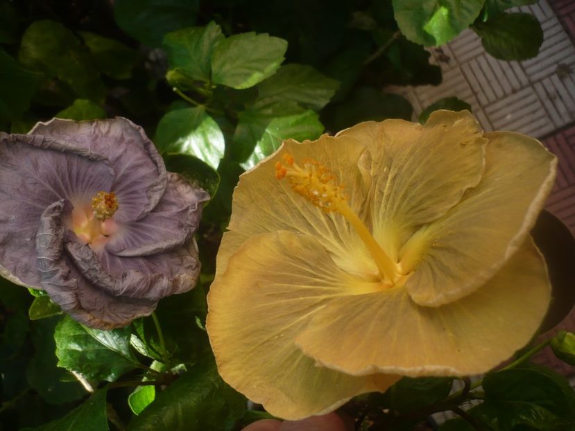 P1450949 - HIBISCUSI 2020-3