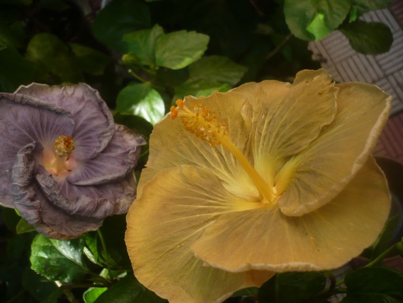 P1450950 - HIBISCUSI 2020-3
