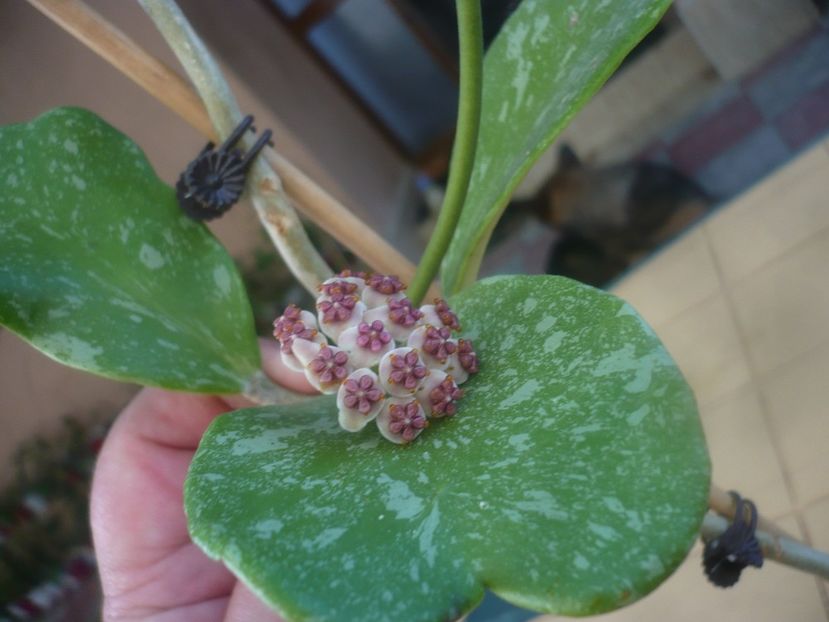 P1450953 - HOYA 2020-2